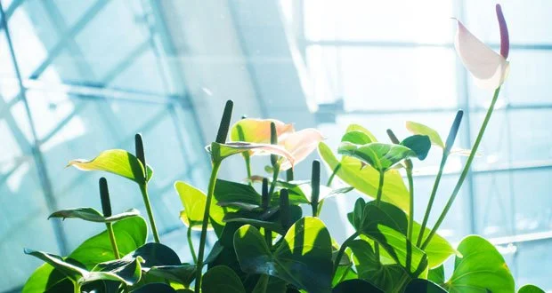 IWBI lanceert WELL Interiors voor gezonde kantoorinrichting