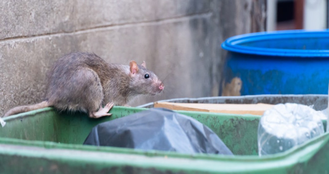 Hantavirus-debat opnieuw aangewakkerd door Atlantisch cruiseschip-geval — maar WHO's werkhypothese is pre-boarding besmetting, geen HVAC-verspreiding