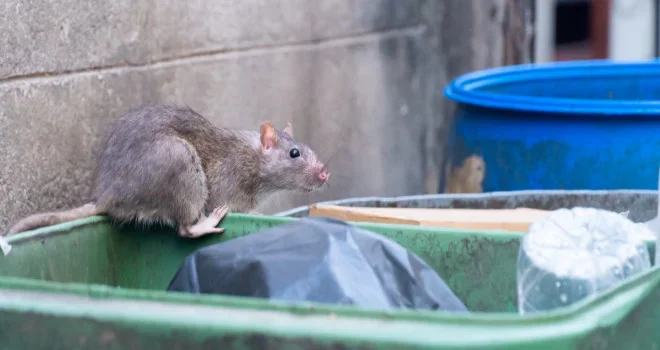 Hantavirus-debat opnieuw aangewakkerd door Atlantisch cruiseschip-geval · maar WHO's werkhypothese is pre-boarding besmetting, geen HVAC-verspreiding